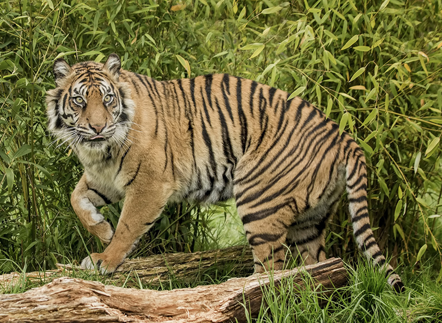 Изображение Фото: 1zoom.ru/alexfas01