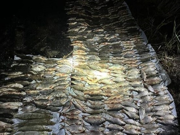 Браконьеру вынесен приговор сразу по трем уголовным преступлениям