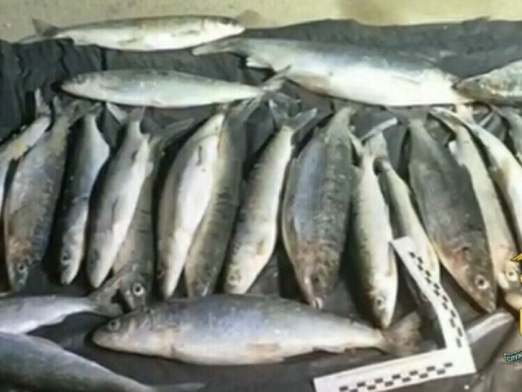 Омулевые браконьеры наловили на 625 тысяч и уголовное дело