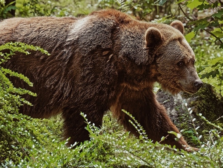 Они скоро и до Рублевки дойдут. Медведи замечены под Звенигородом
