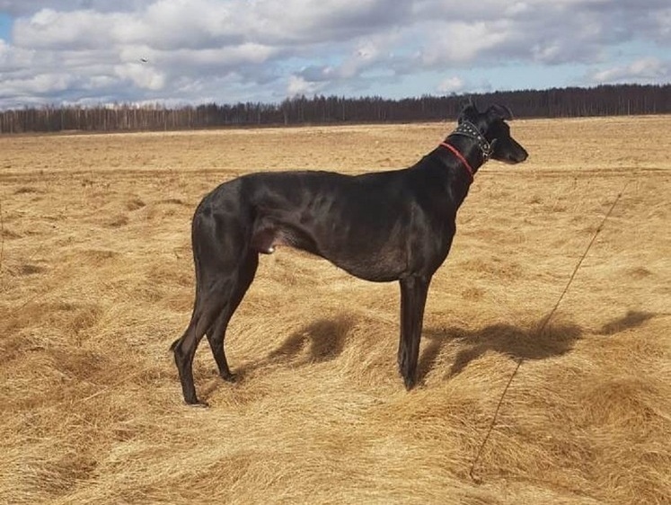 Три дня вольной охоты: саратовские испытания борзых собак - 2025