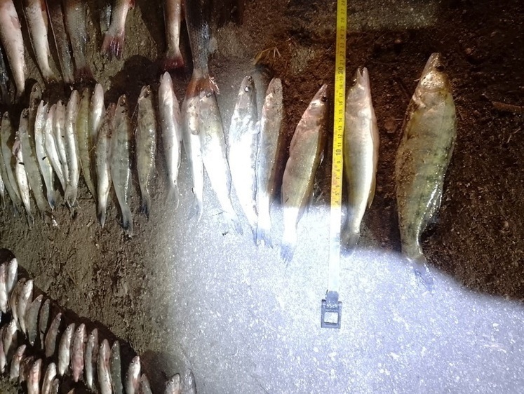 Местный браконьер до задержания успел наловить на 112 тысяч