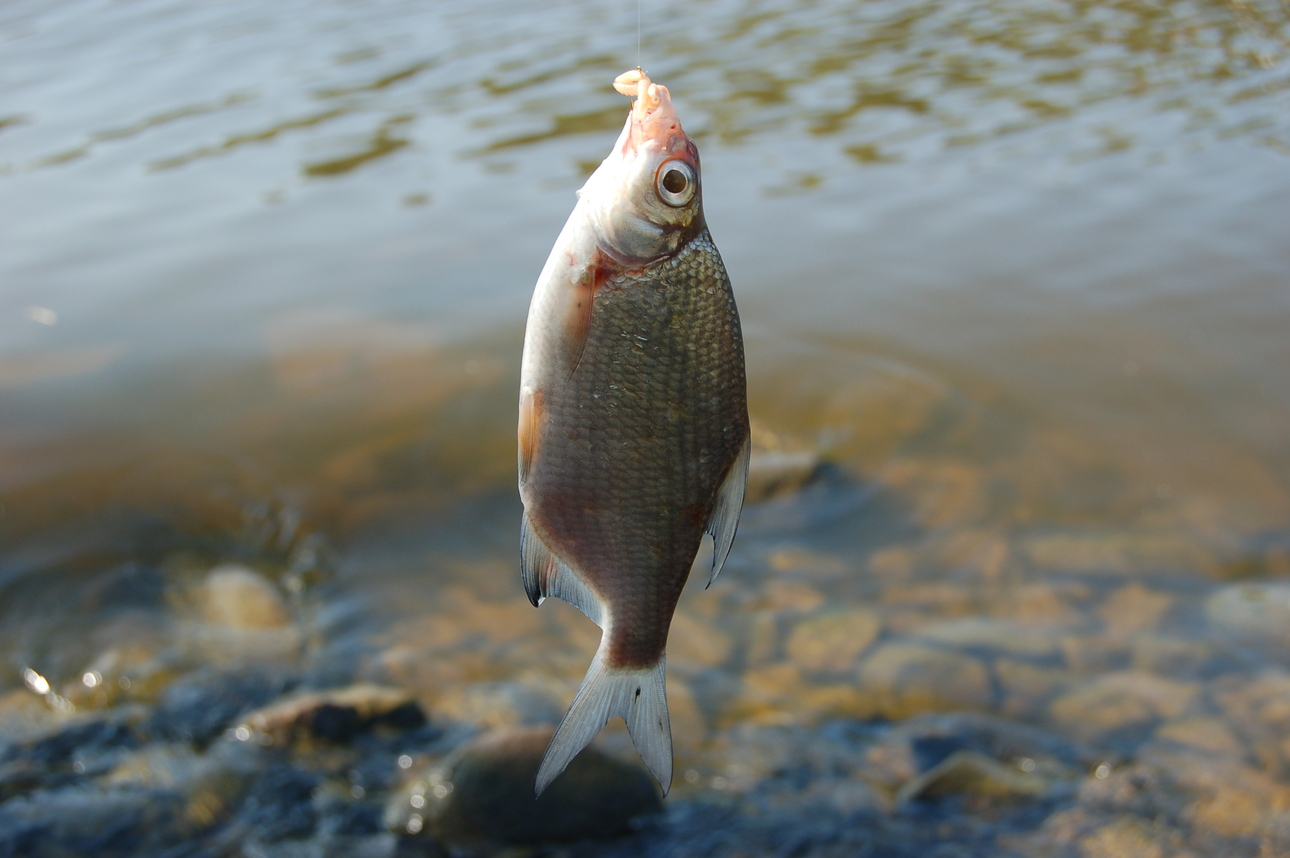 Изображение Фото: Яншевского Андрея.