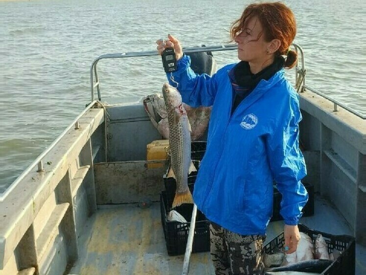 Пиленгас вновь становится ключевым объектом промысла