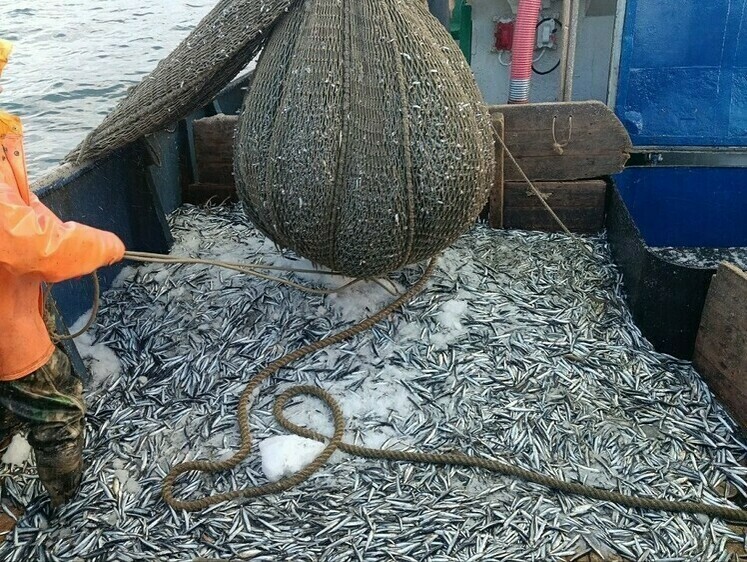 Ученые провели анализ уловов в Азовском море