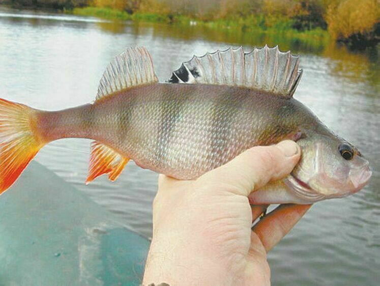 С пикером за осенним окунем