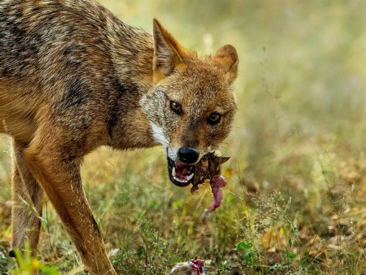 Шакалы добрались до Карелии. Охотник стрелял в волка