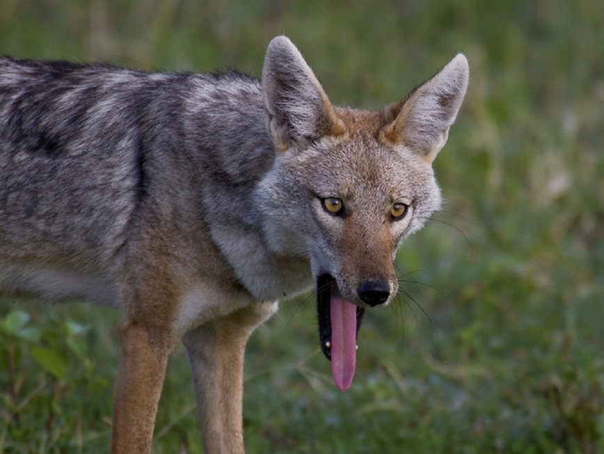 Изображение Фото: juzaphoto.com