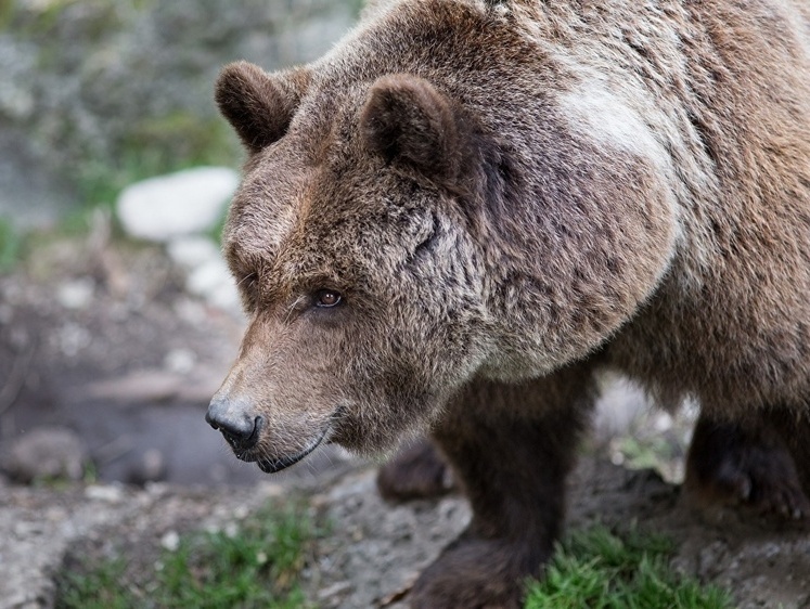 А он медведю морду набил: канадского охотника рвали на куски в лесу