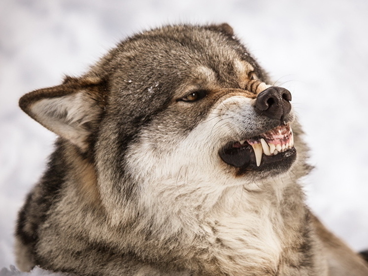 Алтайские диверсанты. Стая волков умело подбиралась к стаду буренок