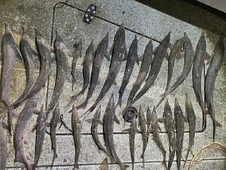 На Оби задержан браконьер с осетрами на 18,5 миллионов