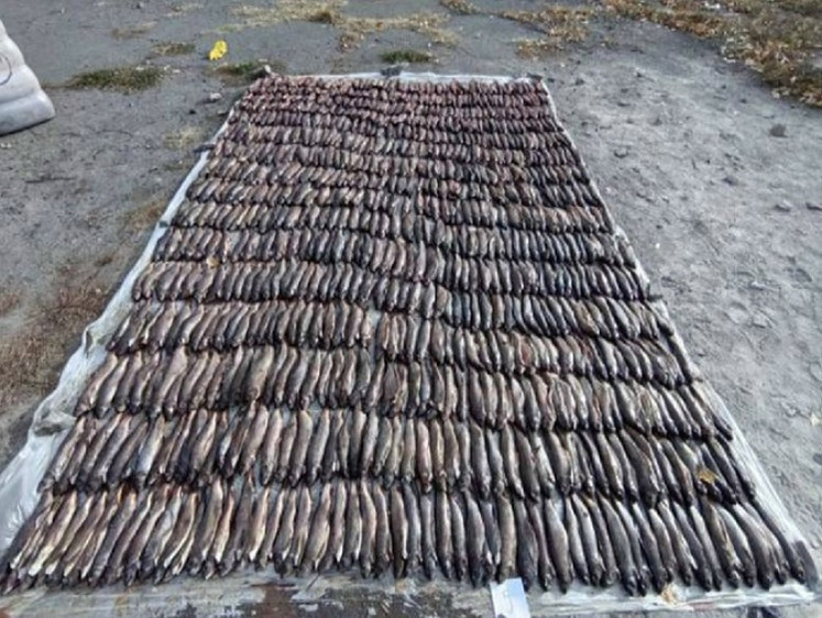 У местных браконьеров нашли более четырех тысяч хариусов и ленков 