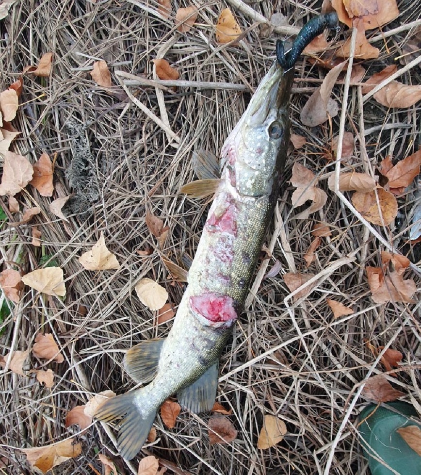 Изображение Фото: Коломийца Алексея. 