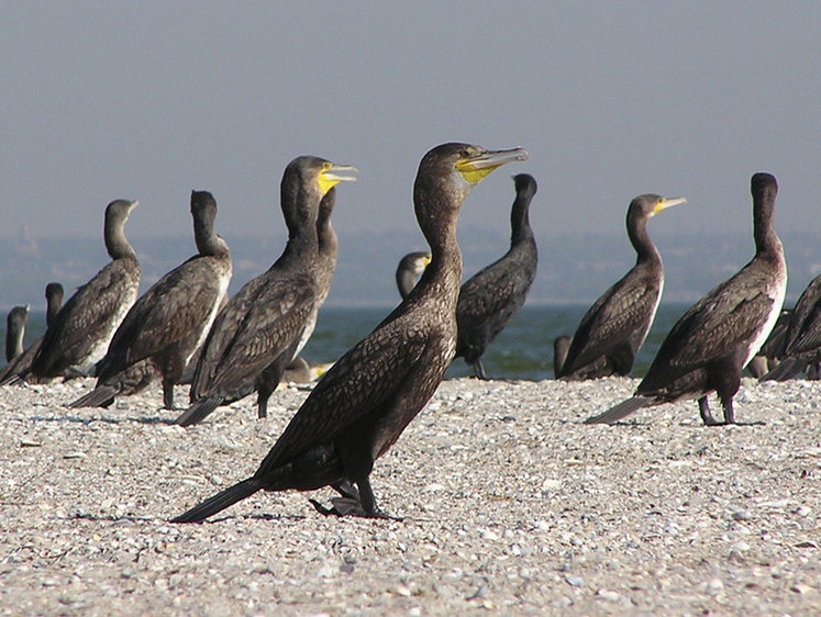 «Что толку от наших запросов?»: бурятские власти проигрывают бакланам
