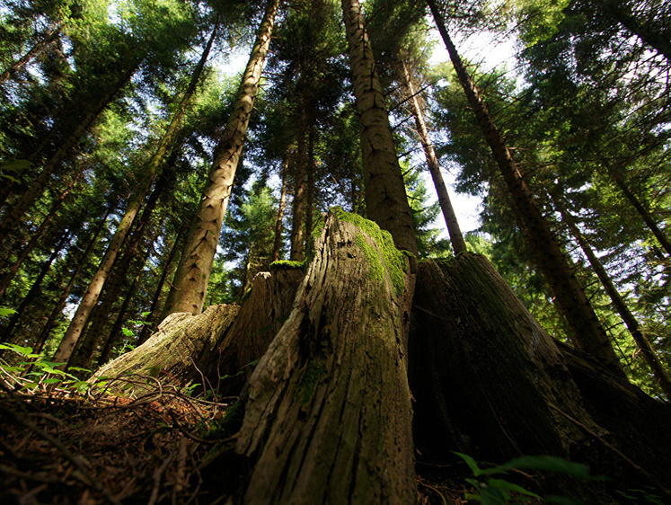 Пьяный и вонючий: калининградских грибников преследует человек-леший