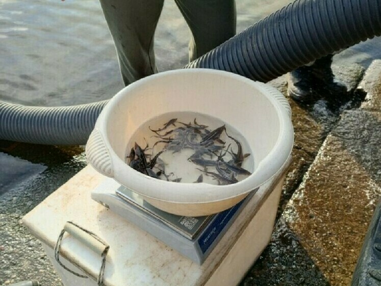 Волгу пополнили молодью стерляди