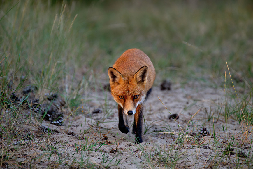 Изображение Фото: 1zoom.ru/bubukas 