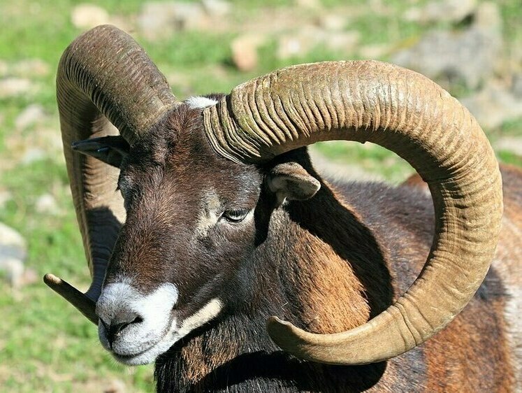 Голова муфлона и притравочный заяц. Браконьеры Кипра вышли на охоту