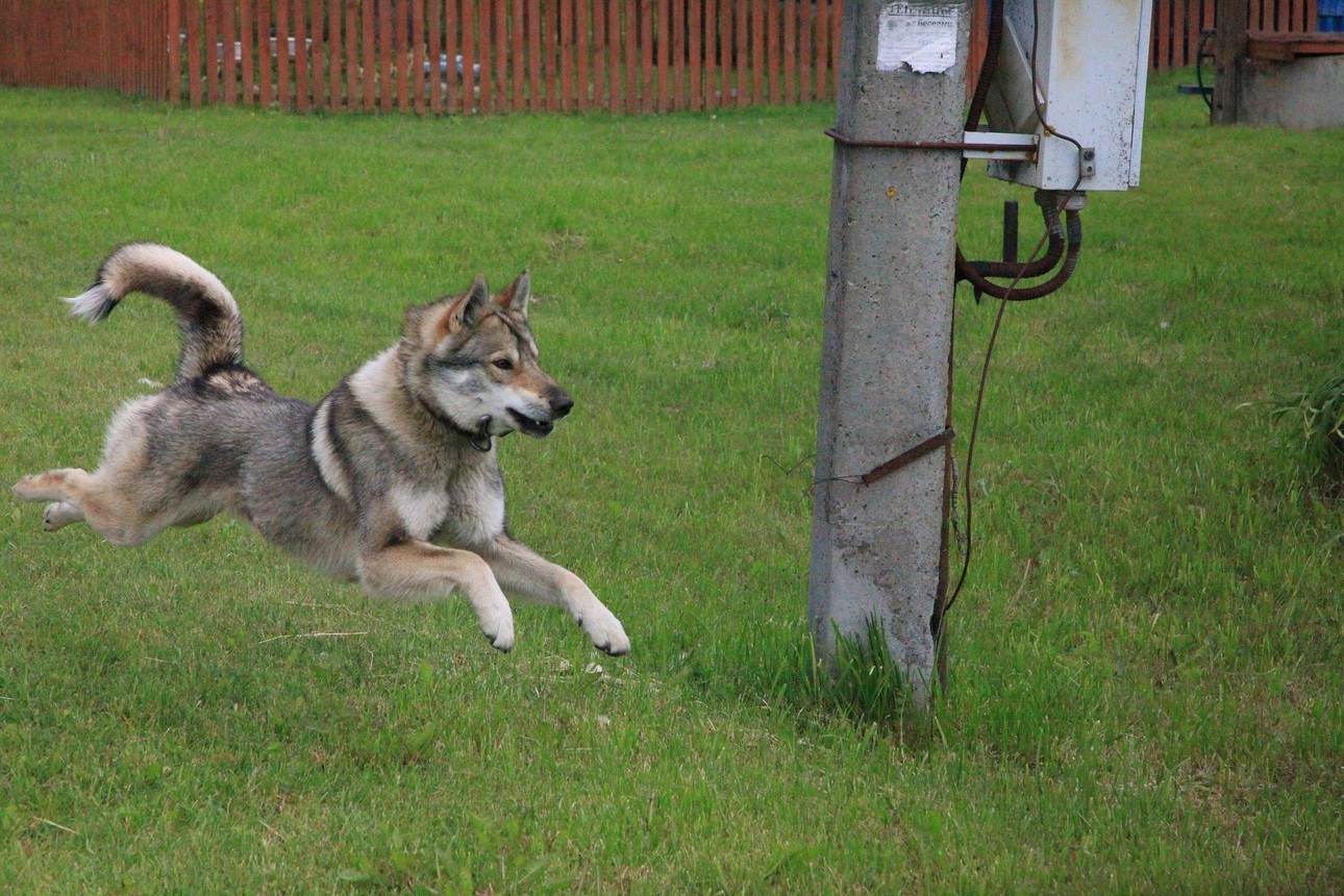 Изображение Карат. Фото автора 