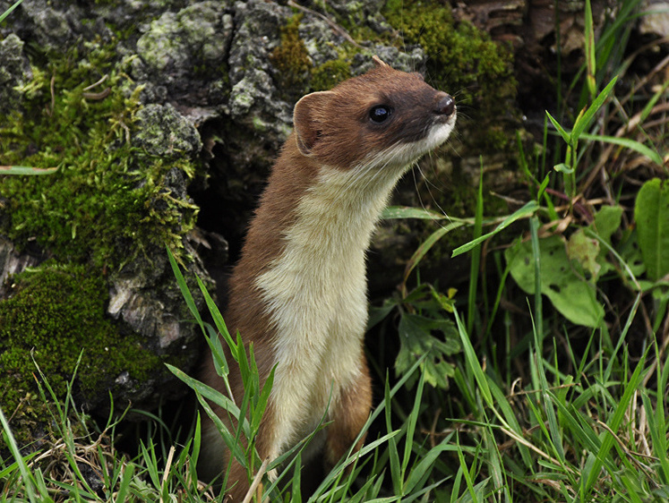 Самая популярная. В Беларуси открылся сезон охоты на пушного зверя
