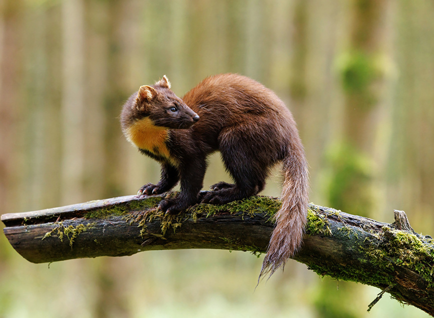 Изображение Фото: 1zoom.ru/bubukas