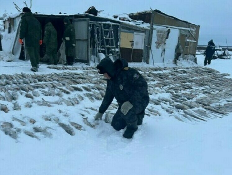 На Таймыре браконьеров с уловом на 168 млн поймали используя авиацию