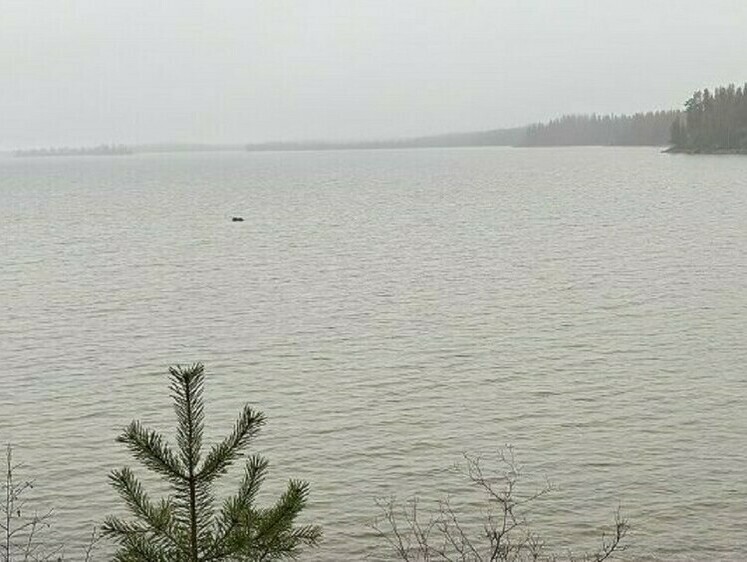 В Колвицкое озеро проведен компенсационный выпуск молоди сига