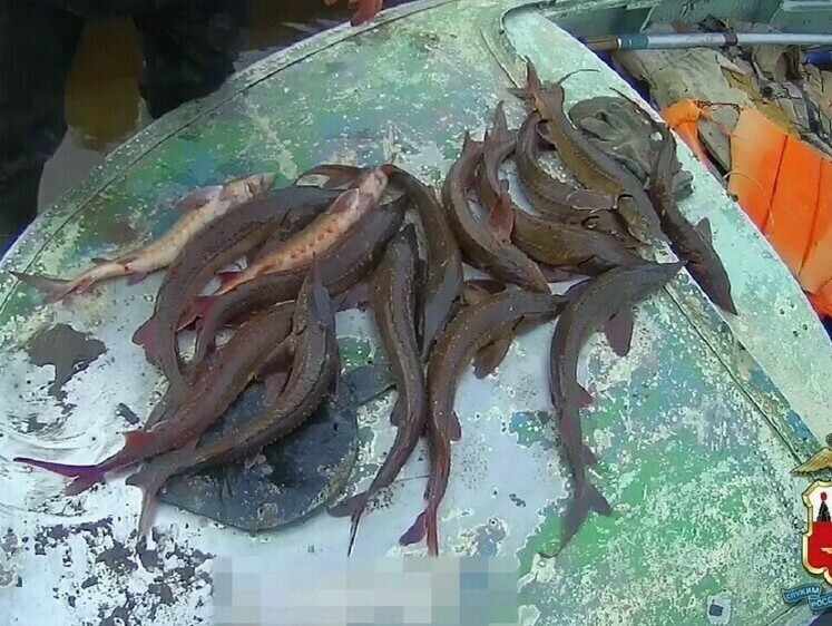 Осетров, пойманных двумя братьями-пенсионерами, отпустили живыми