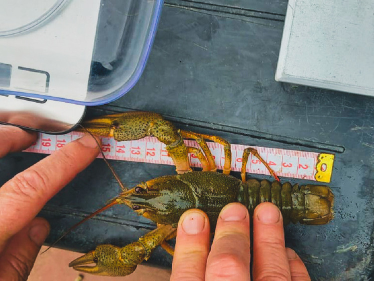 Раки постепенно исчезают из краснодарских лиманов