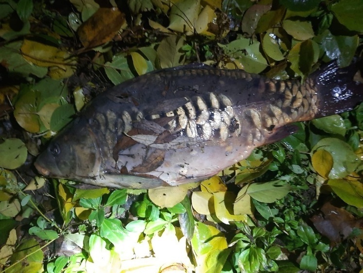 Браконьер перегородил сетью реку Торгун