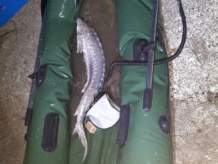 Браконьер отработает полтора года за краснокнижного осетра