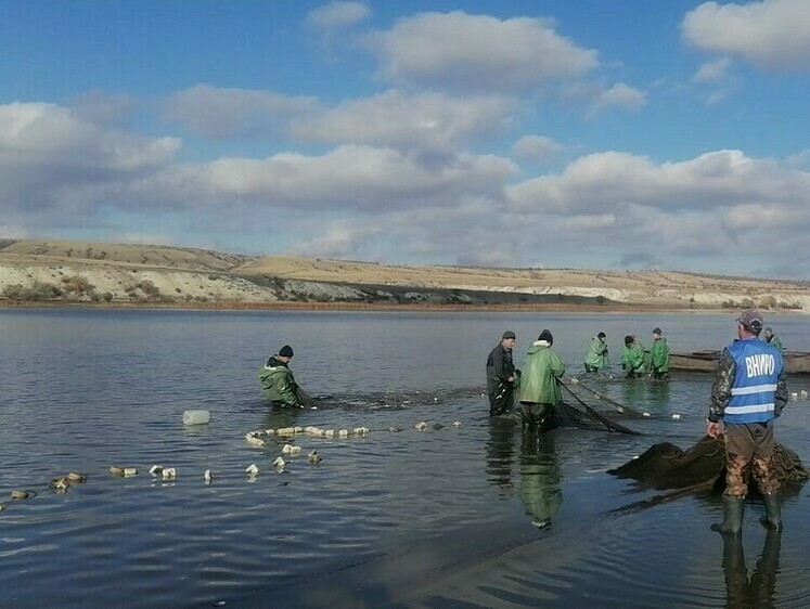 Мирные рыбы скатываются на зимовку в Цимлянское водохранилище