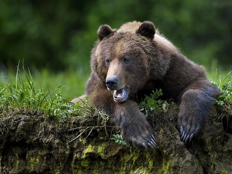 Медвежий капкан. В Канаде два медведя напали на двух мужчин в лесу