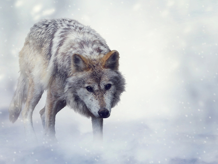 Иногда они возвращаются. Карельские волки пришли за собаками сельчан