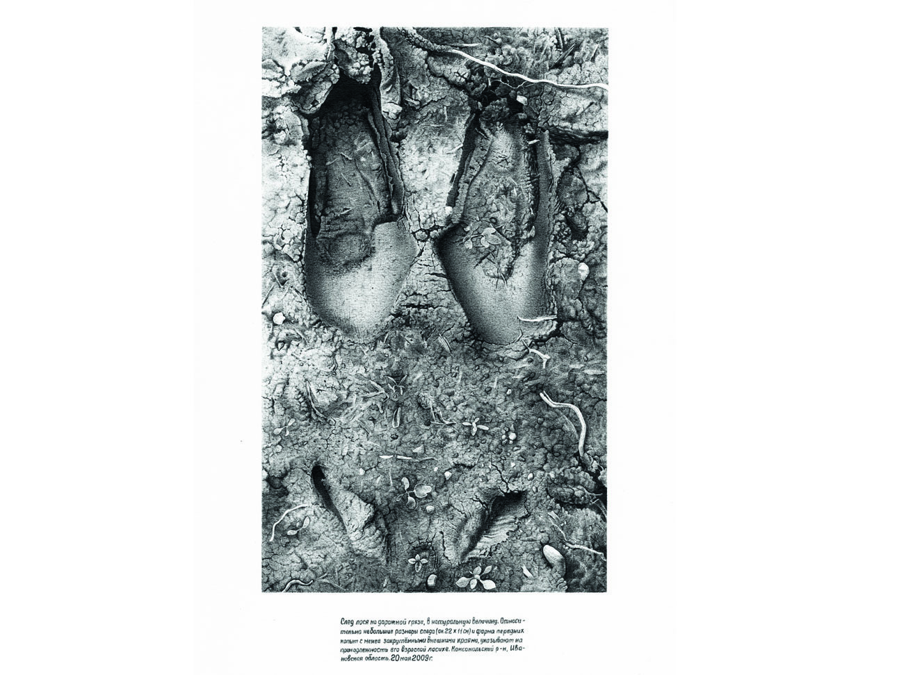 Изображение Отпечаток копыта самца лося. Иллюстрации Алексей СУББОТИН 