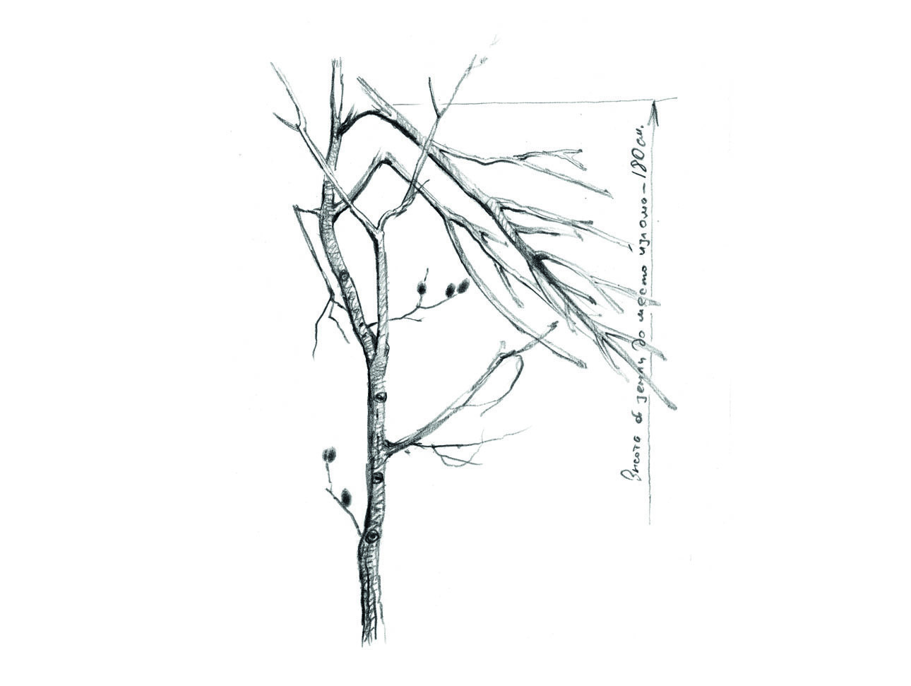 Изображение Деревце бредины толщиной два-три сантиметра, сломанное лосем для кормежки. Иллюстрации Алексей СУББОТИН 