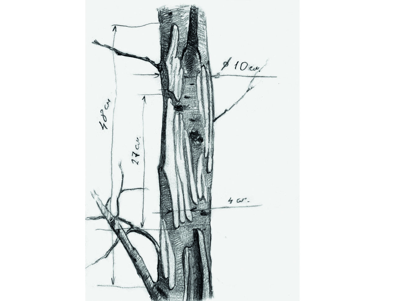 Изображение Лосиные погрызы коры осины толщиной 10–15 см. Иллюстрации Алексей СУББОТИН 