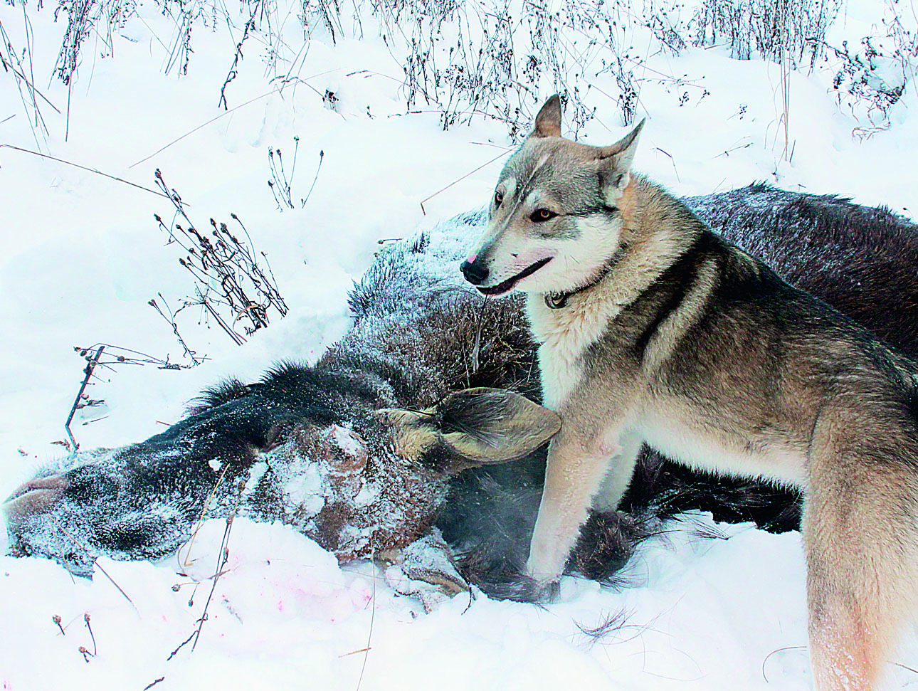 Изображение Охота с поставленной по зверю лайкой азартна и добычлива.
ФОТО ДМИТРИЯ ВАСИЛЬЕВА