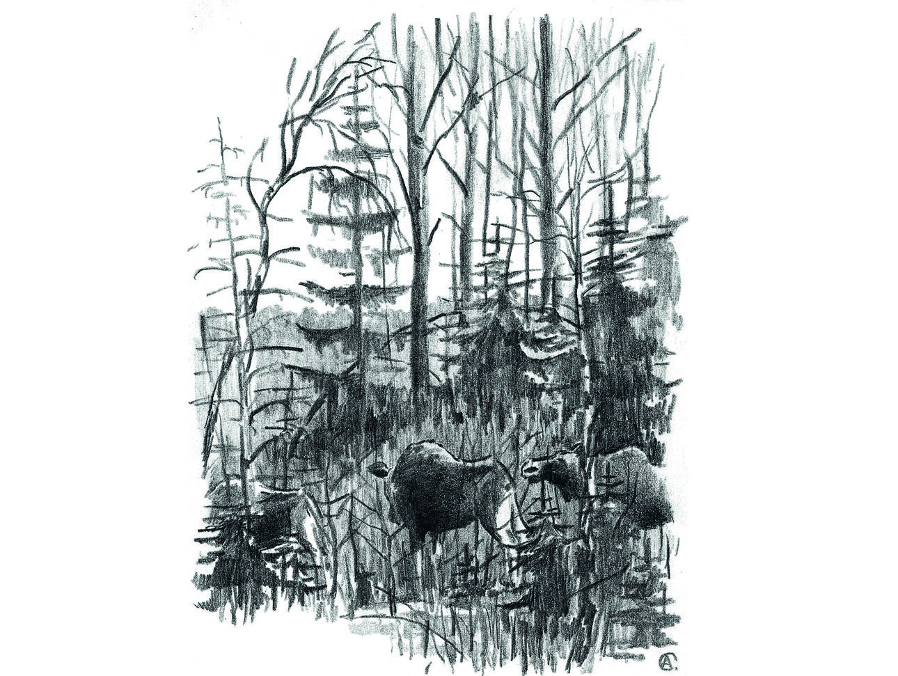 Изображение Лоси, кормящиеся ветками молодых осин. Иллюстрации Алексей СУББОТИН 