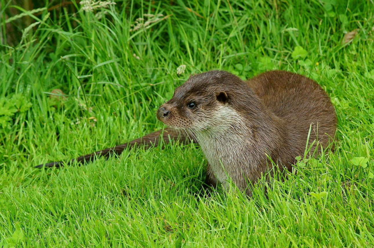 Изображение Фото: commons.wikimedia.org/Peter Trimming