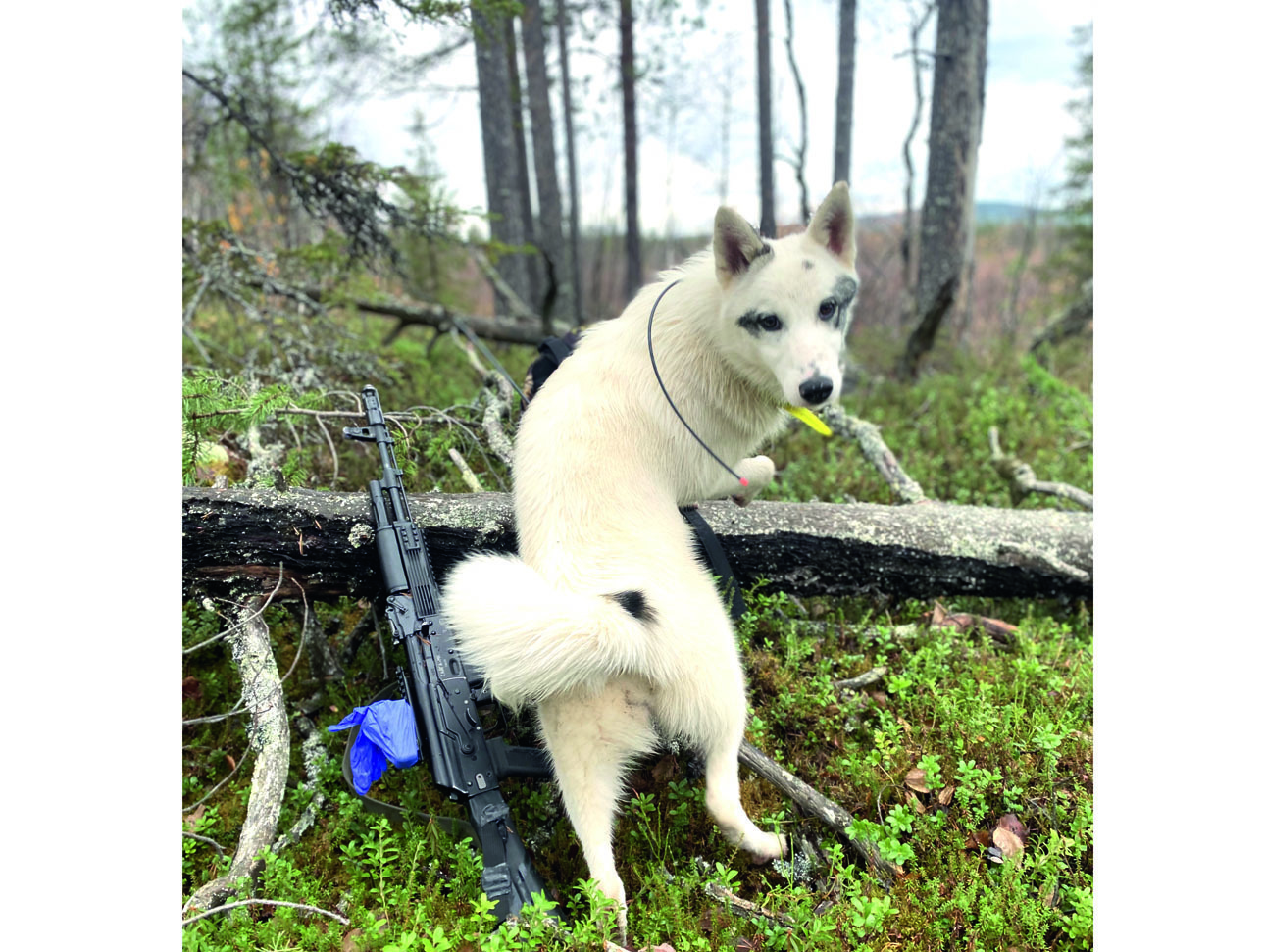 Изображение Верные лайки и безотказная «Сайга» — вот слагаемые моего успеха на охоте. Фото: Данил ПЕСТЕРЕВ 