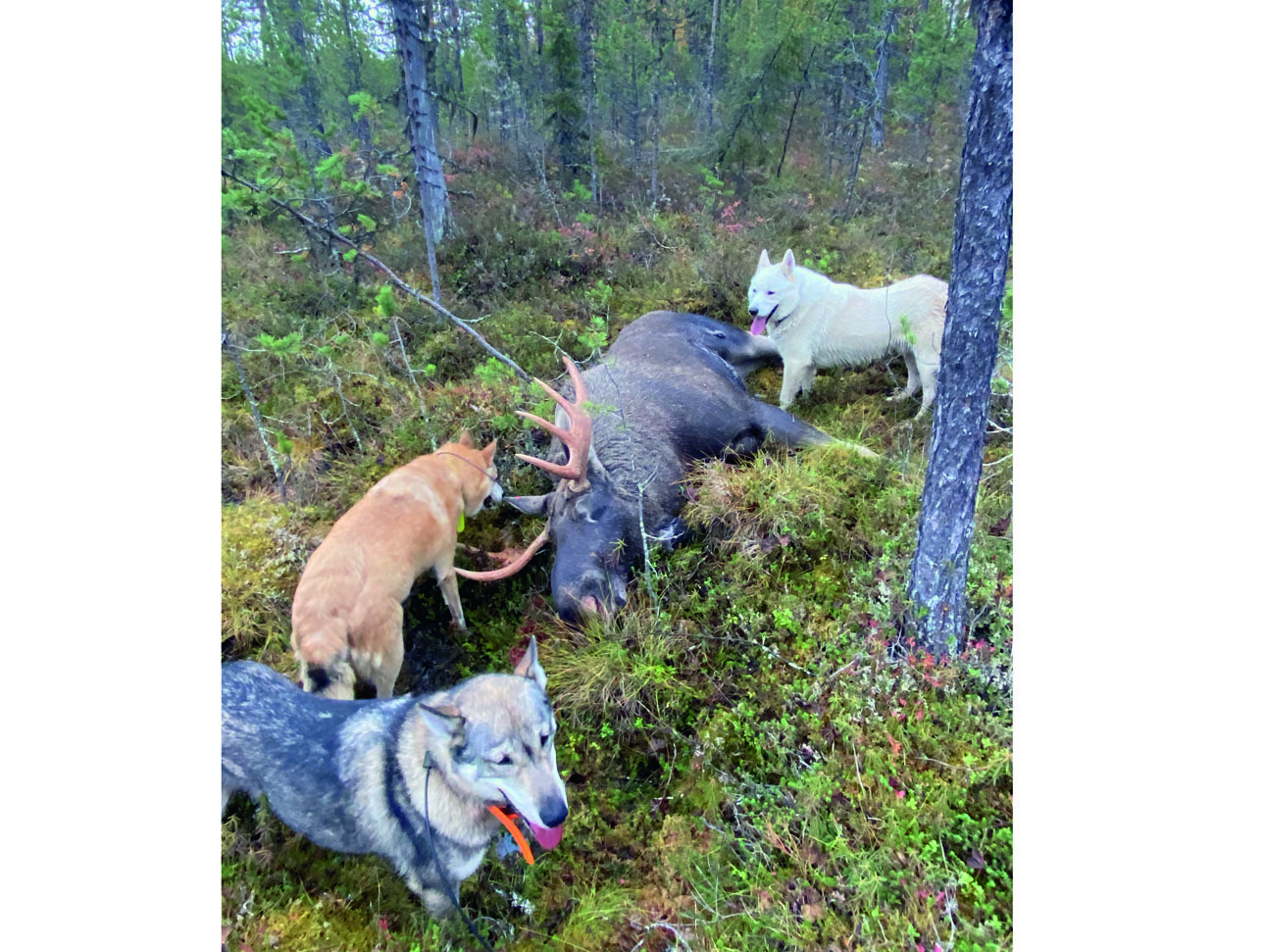 Изображение Фото: Данил ПЕСТЕРЕВ 