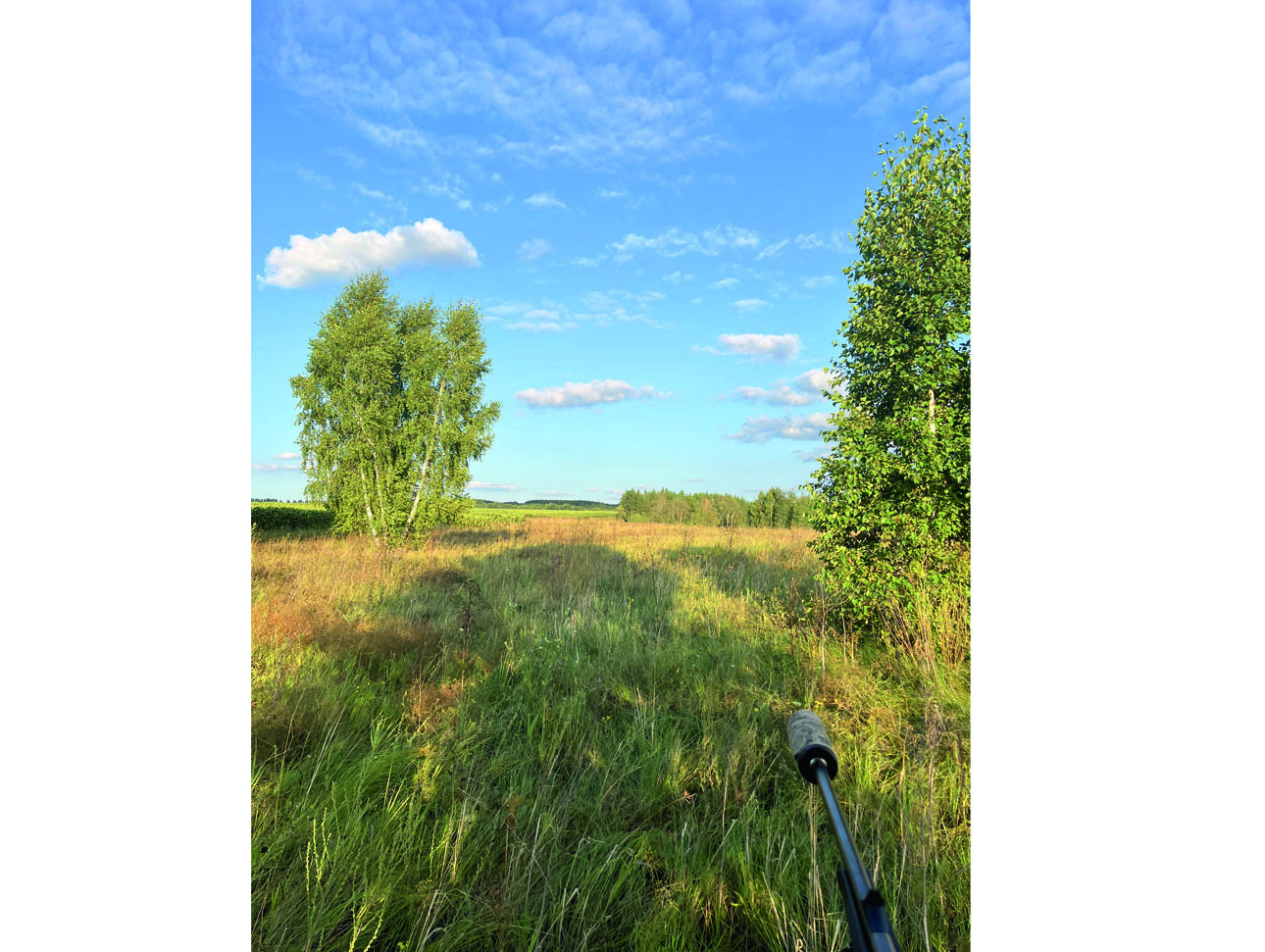 Изображение Типичные места обитания косули. Фото: Алексей МЕДВЕДЕВ 