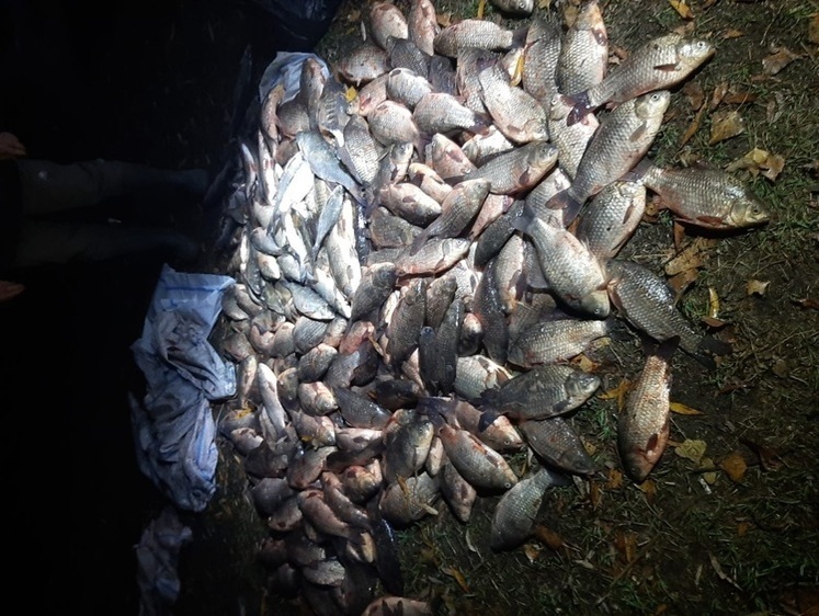 Браконьеры связали сети и перегородили Старую Ахтубу