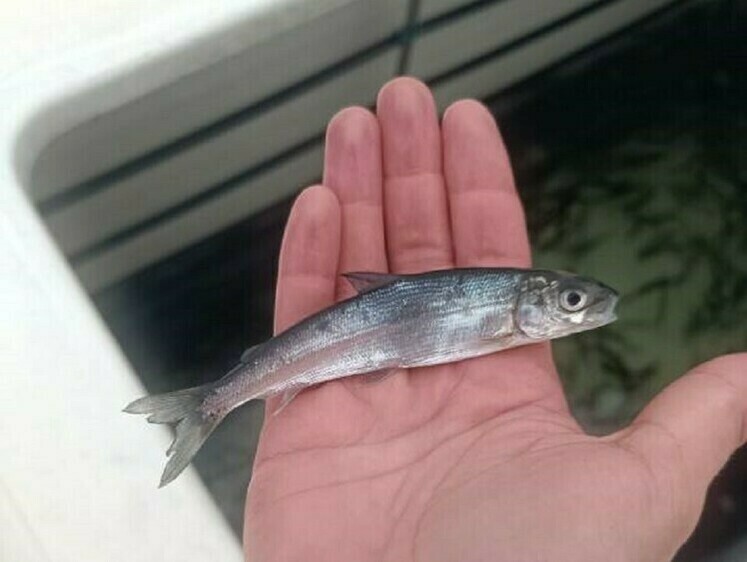 В Онежское озеро проведен компенсационный выпуск молоди сигов