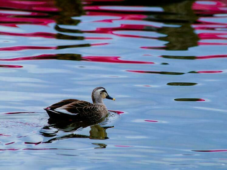 Охота в Астраханской области продолжается. Тонкости и нюансы