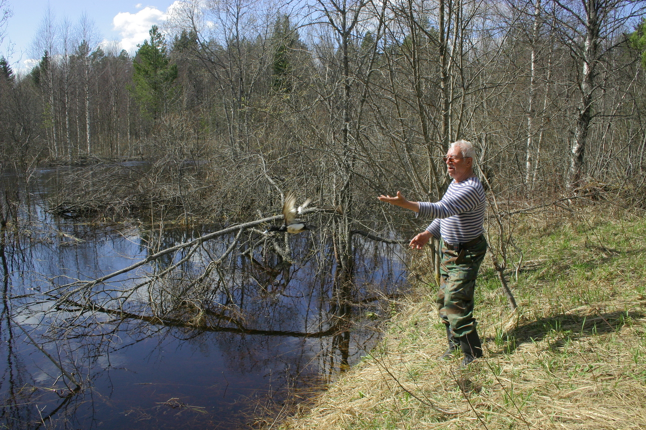 Изображение Утка, выпущенная из сетей. Фото автора 