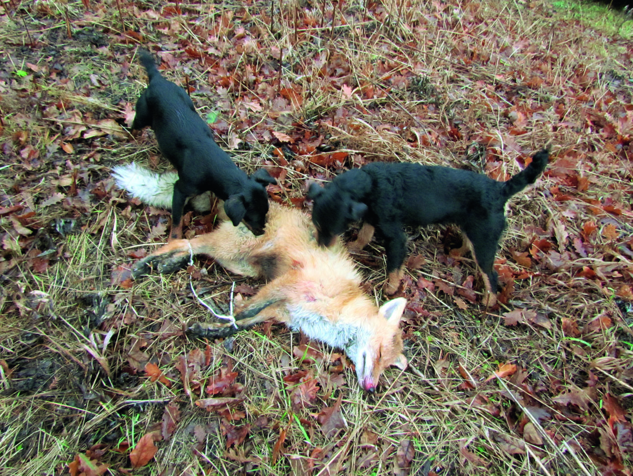 Изображение Охота с двумя ягдами максимально добычлива ФОТО СВЕТЛАНЫ БУРКОВСКОЙ