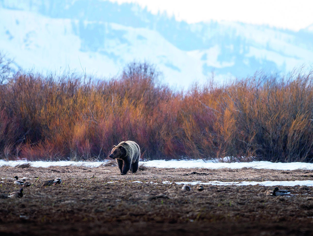 Изображение Сорок четыре нападения гризли на людей ежегодно фиксируется в Северной Америке за последние 10 лет. Только в США  за этот период убито 17 человек. ФОТО GRANDTETONNPS/WIKIMEDIA.ORG (PUBLIC DOMAIN) 