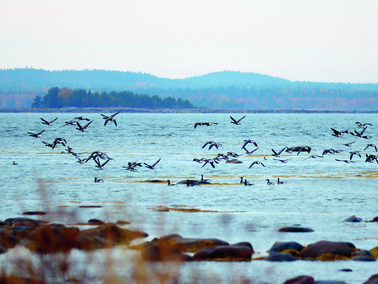 Изображение Вид летящих над водой казарок взволнует любого охотника. Фото: Василий ДМИТРИЕВ 